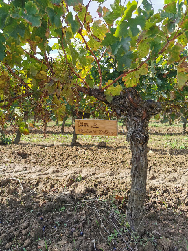 Виноградник на урожай